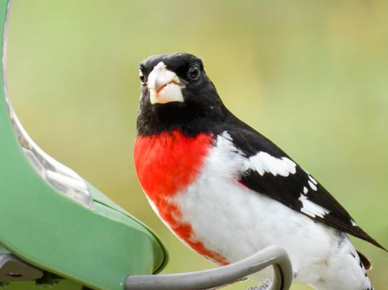 A rose breasted grosbeak perched in a green bird feeder with a gray bar perch.