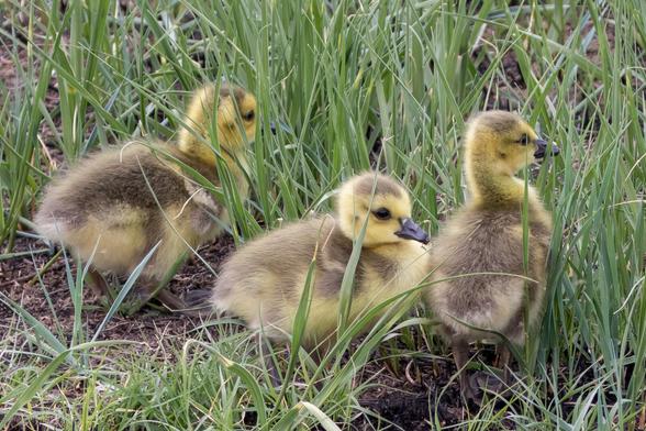 Three baby Canada Geese standing in a grassy field.
