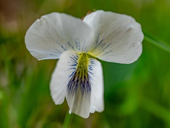 Up close image of white flower with faint purple markers at the center with some yellow too
