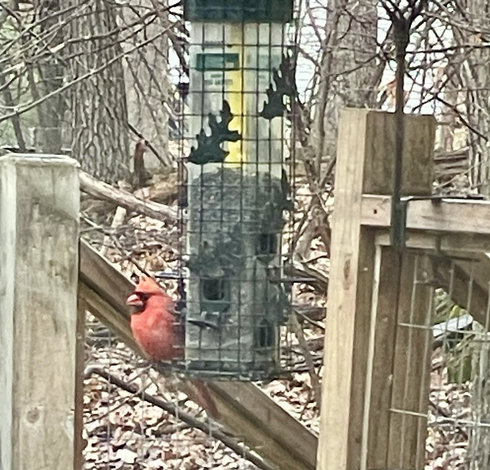 Red cardinal on a feeder