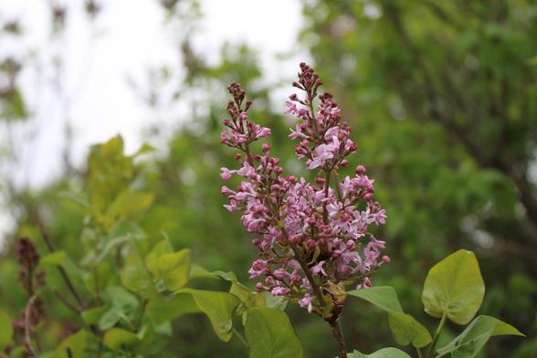 Clusters of buds and recently opened bloom of purple flowerets and the green heart-shaped leaves of their bush against a blurred background of neighboring bushes and a gray sky.