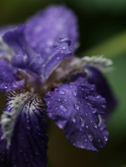 A Wall Iris blooms in the rain.
A lot of raindrops are shining on the purple petals.