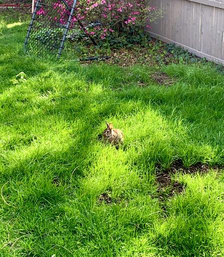 A young Eastern Cottontail rests in the backyard amid the slightly overgrown grass.