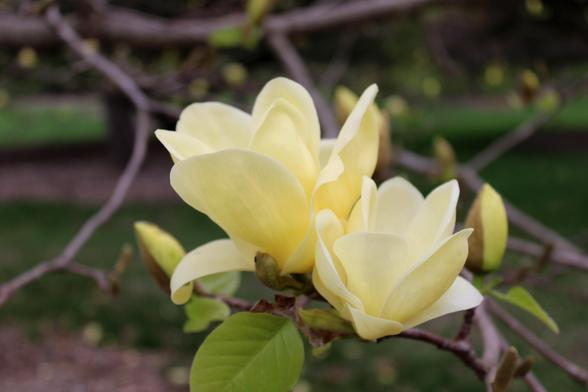Yellow multi-petal blooms on a shared branch with green leaves and unopened buds against a blurred background of branches and other buds and blooms on the same tree.