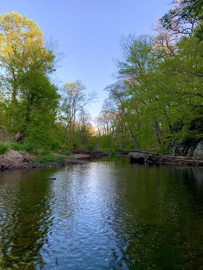A view of a creek that flows through the woods. Both banks are lined with trees and the blue sky is open in the middle