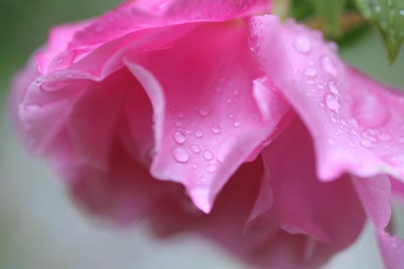 A pink rose blossom blooms in the rain. Raindrops are shining on the gently curved petals.