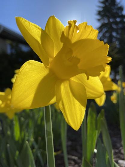 Closeup of a beautiful yellow daffodil backlit by the sun. The cup is mostly in shadow and the petals are bright.
