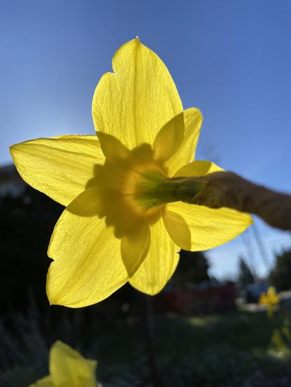 The back of a daffodil backlit by the sun, against blue sky. The petals are bright yellow, with darker ovals where they overlap