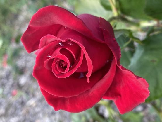 Red rose slightly unfurled from the bud with raindrops in the deep gaps between petal layers.