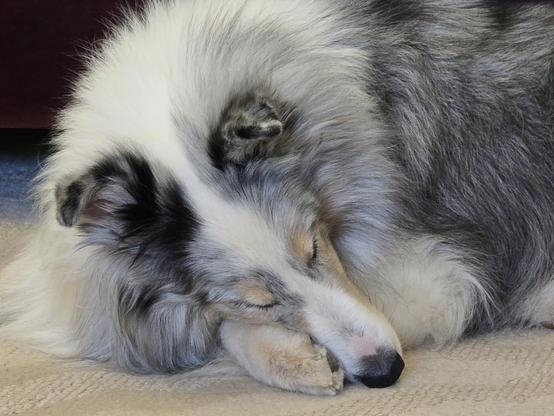 A dog sleeps without a single worry in the world.