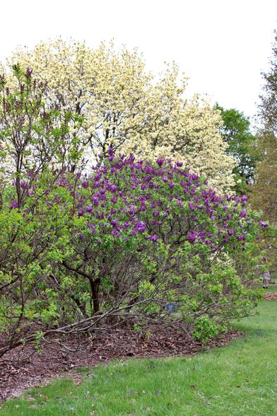 Lilac bush covered with clusters of deep purple buds and a few opened blooms in front of a towering tree filled with open white magnolia blooms . Another variety of lilacs taller and more slender is between the two on the left side of the frame. a mown grass lawn is at the bottom of the frame in the foreground. The sky is a gray overcast.
