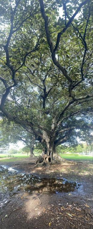 Pano shot of big Moreton Bay fig in the park. Thick craggy trunk and long branches supporting thr dark green leafy canopy. Large puddle of water in its dappled shade, reflecting sky and branches.