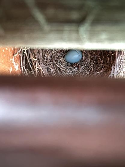Photo looking down through the slats of a wooden deck at a birds nest. Nestled in the center is one single blue egg.