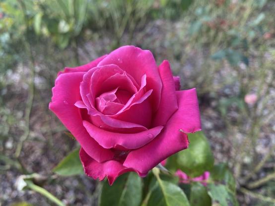 Hot pink rose open but still fresh, only a few jagged edges around the outermost petals.