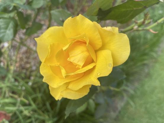 Vivid yellow rose with open petals and a few scattered raindrops clinging to them.