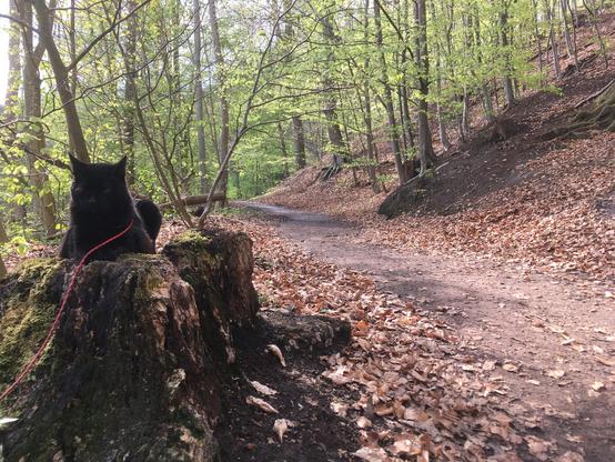 On the left is a black cat on a decaying tree trunk, in the middle a path going into the forest. On the right you can guess on the Freudenthalweg coming down from the bluff - meeting the Jacobsweg down here.