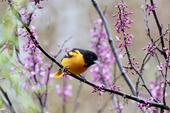 Baltimore Oriole showing off a blooming redbud tree
