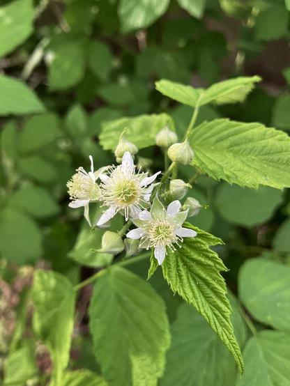 a cluster of small white blooms with yellow-green centers of the raspberry, one can see the bright green serrate leaves in the background