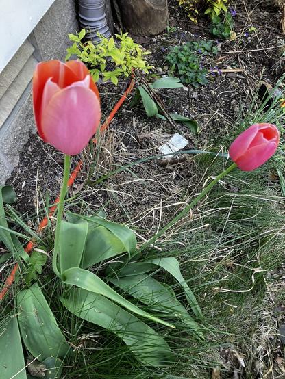 bright pink-red tulips growing next to a wall and grass, the tulips have not opened fully and are standing straight up