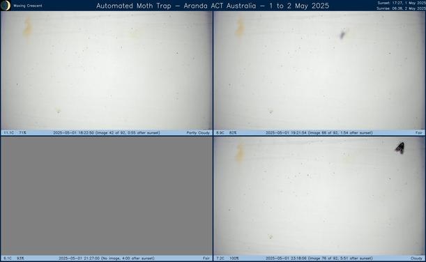 Collage showing insects attracted to light and automatically imaged 1 hour, 2 hours, 4 hours and 6 hours after sunset in Aranda, ACT, Australia on the night of 1 to 2 May 2025. The image includes four smaller images collected around the listed times. Each image shows a section of sheet with a variable number of insects attracted to UV and visible light. Number and variety depends on time of year and conditions during the given night. The image is also labeled with basic details of the associated weather and moon phase. For more explanation of the Automated Moth Trap project visit https://amt.hobern.net/ and https://www.flickr.com/photos/dhobern/albums/72177720322426621.