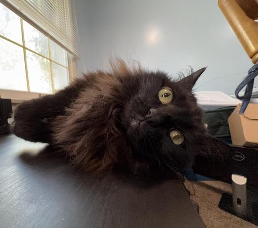 A black cat lies comfortably on a desk, with its head tilted and large, round eyes looking at the camera. Soft fur and a serene expression capture the cat's relaxed demeanor. In the background, a window with blinds and some scattered items can be