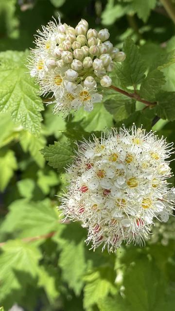 Two globular white flower heads with yellow centers are seen in front of the thin green foliage of the plant.