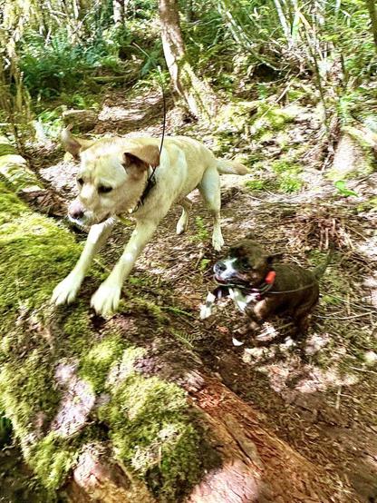 Two dogs run and leap up over a mossy log, with bright sunlight poking through the tree canopy.