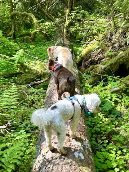Three dogs stroll along the top of a massive fallen tree surrounded by rich forest greenery.