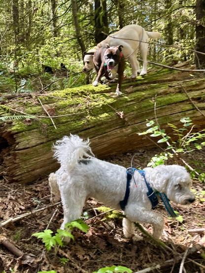 Two dogs playfully clamber on a giant old fallen tree trunk, while another dog explores nearby.