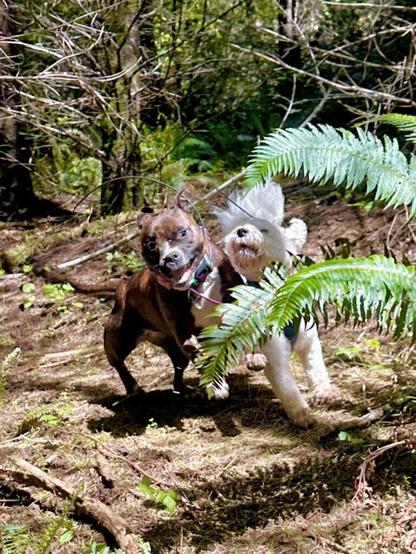 Two small dogs collide as they playfully chase around the forest.