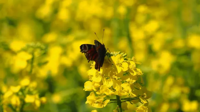 Zerrupfter alter Schmetterling auf gelben Rapsblüten