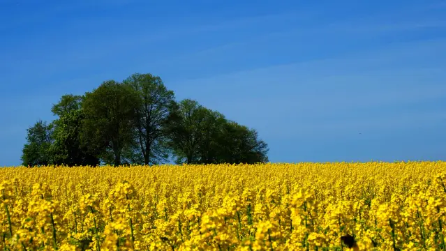 Gelbe Rapsblüten vor einem blauen Himmel. eine Gruppe von grünen Laubbäumen stehen im Rapsfeld