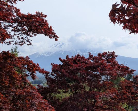 Eingerahmt von rotem Blätterwerk, zeigt sich der Vulkan Fuji leicht in Wolken gehüllt.