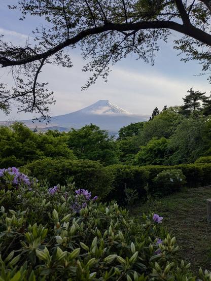 Der Mount Fuji umrahmt von Zweigen und Büschen mit lila Blüten.