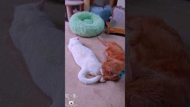 4匹のマンチカンが集まってのんびりしています！　#ジェネッタ #マンチカン #短足