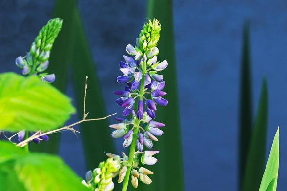 Bigleaf Lupine
