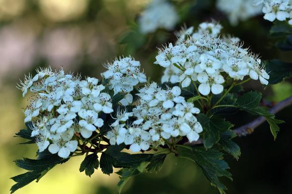 Indian Hawthorne