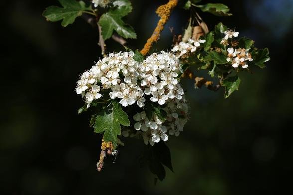 Indian Hawthorne