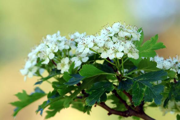 Indian Hawthorne