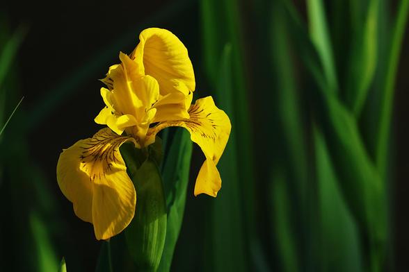 Yellow Flag Iris
