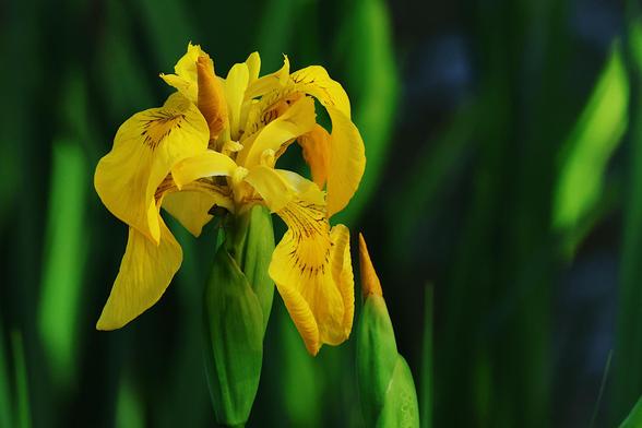Yellow Flag Iris