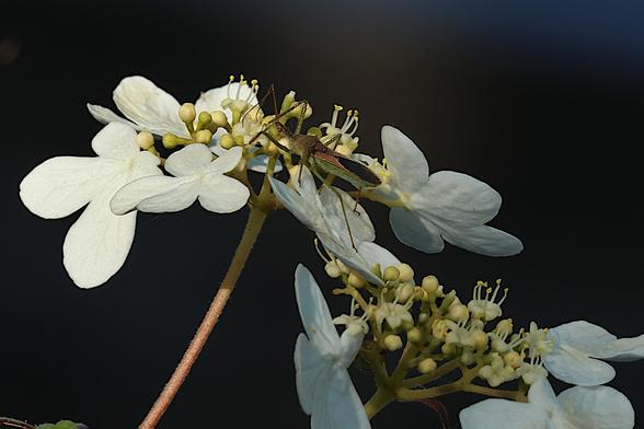 Japanese Snowball Bush with a Leafhopper Assassin Bug