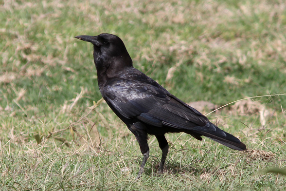 Corvus capensis (known as Cape crow) standing on a grassy ground and slightly looking up.