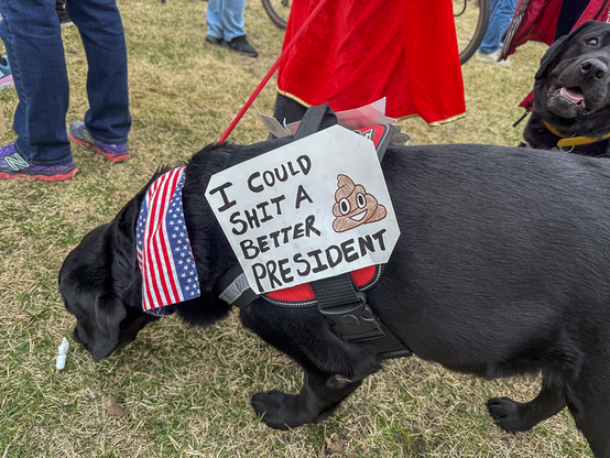 A black dog wearing a stars and stripes bandana around its neck and a sign on its harness that says "I could shit a better president"