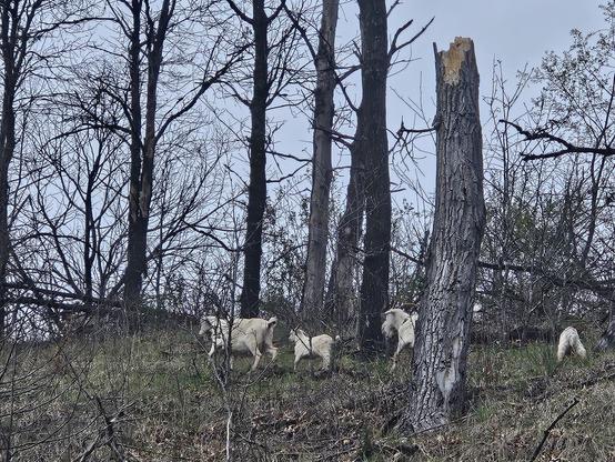 White goats on green grass among mostly still barren trees.