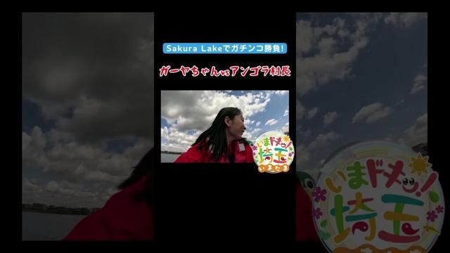 #ゴールデンウィーク#GW#アンゴラ村長#ガーヤちゃん#レイクタウン#ビール#遊び#対決#SUP#カヤック#湖#池#SakuraLake#越谷市#松井咲子#カナイ#いまたま#埼玉県#埼玉#shorts