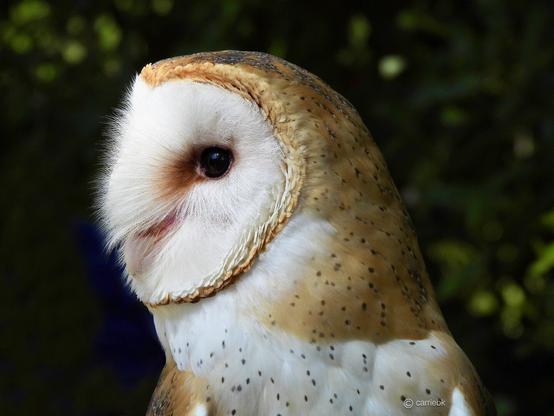 A large owl perched, facing the left, showcasing its majestic feathers and keen gaze in a natural setting.