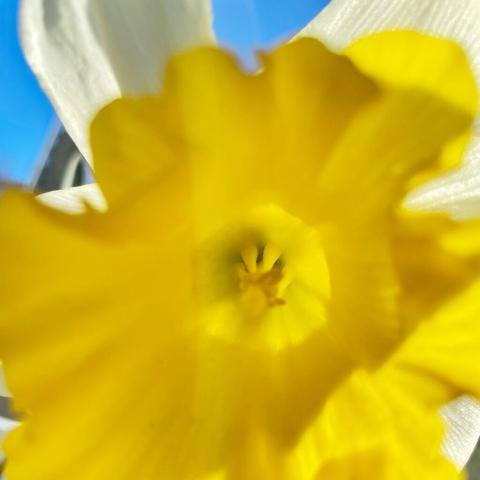 Close-up of a daffodil's vibrant yellow center, surrounded by soft white petals against a clear blue sky.