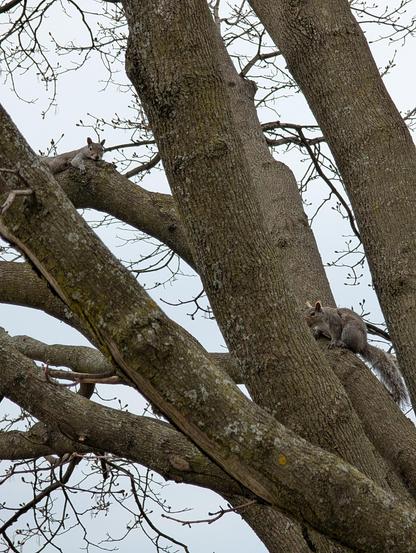 Two gray squirrels are pictured in a large tree with multiple thick, textured trunks and bare branches against a cloudy sky. One squirrel lies flat on a branch in the upper left, looking at the camera. The second squirrel is perched on the side of a trunk further down and to the right, looking away.