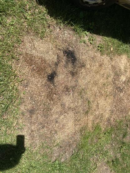 Live grass and dead grass with a black smelly oil stain in the middle